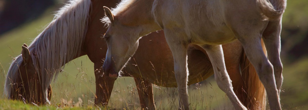 Haflinger