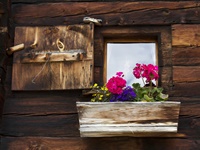 fiori