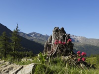 in montagna